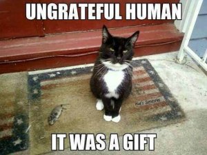 ungrateful-human